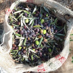 Olive OIl workshop with Jenin at 10:30pm