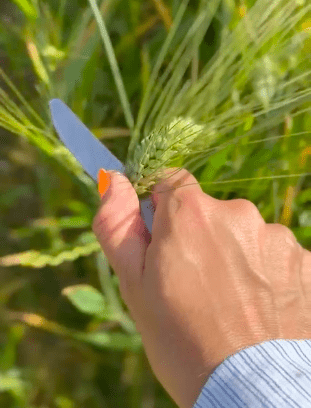 Learn all about Freekeh live from Palestine