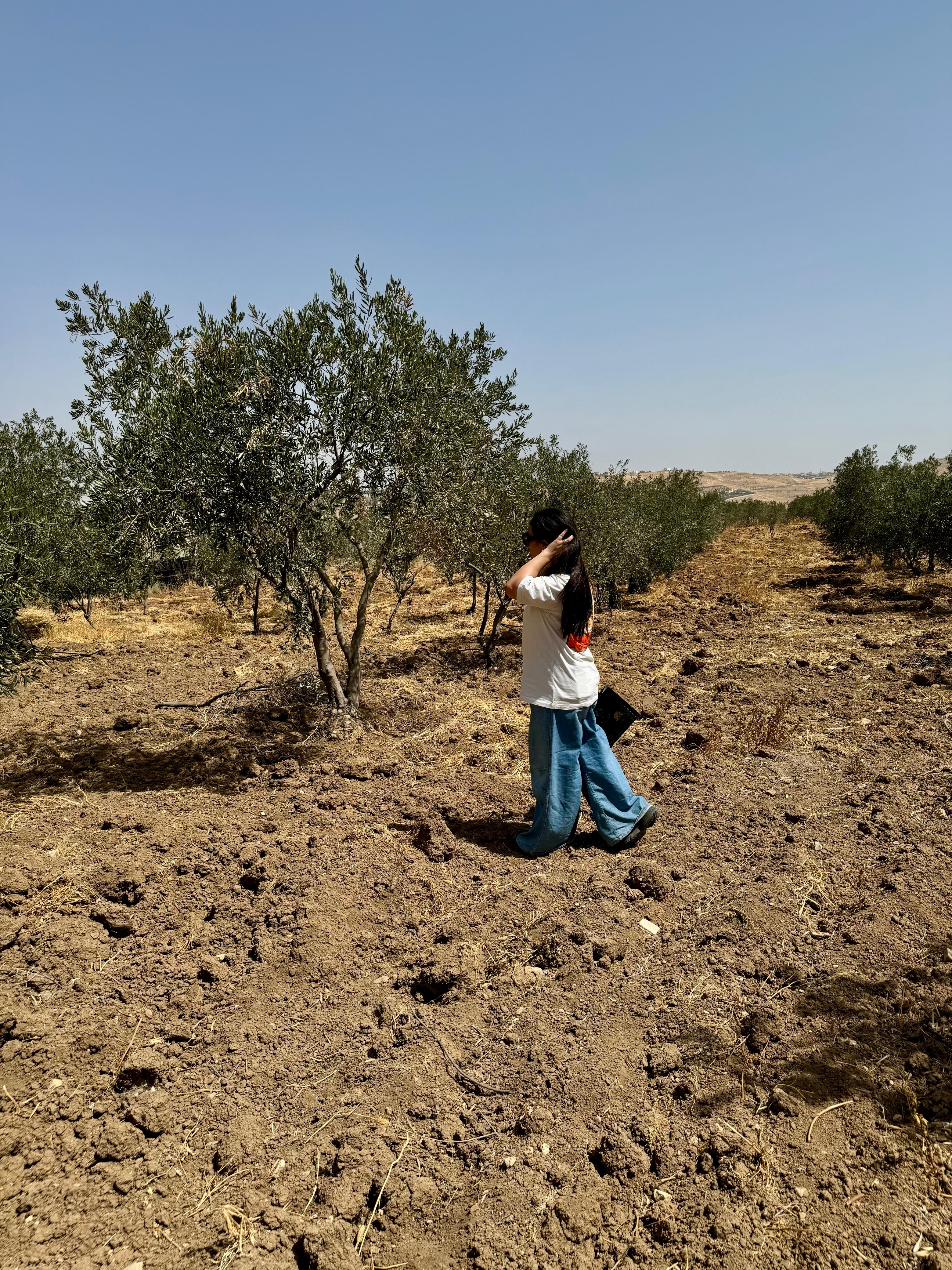 Korba – Olive Oil Tasting Experience with Barakeh