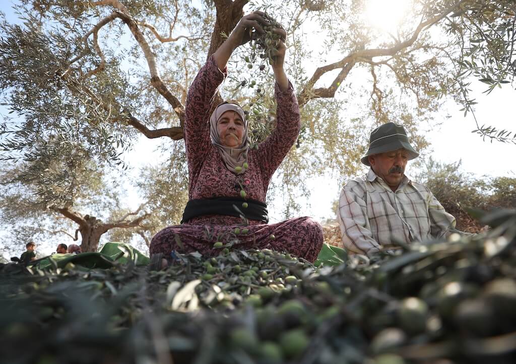 Korba- Palestinian Harvest Season – Healing our Spiritual connection to the land