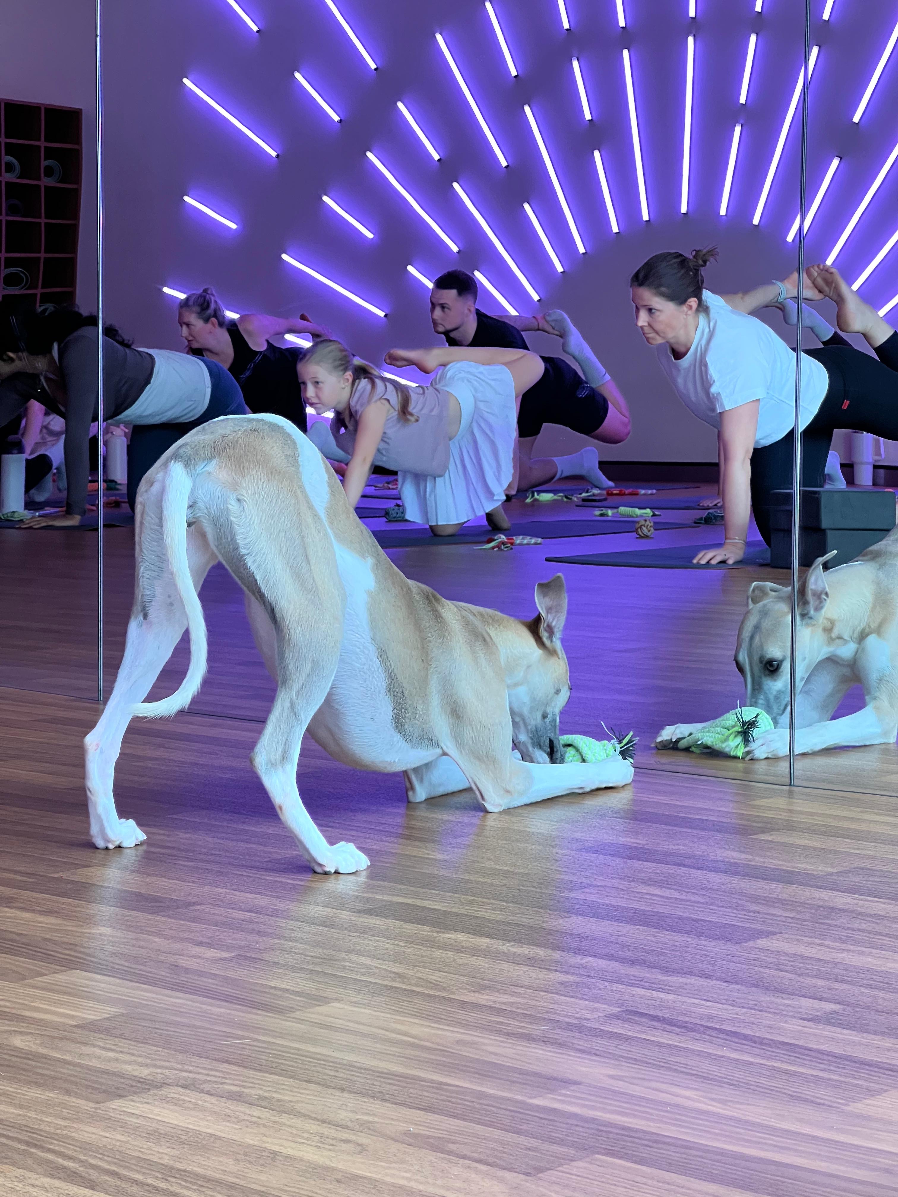 Puppy Yoga with Rescue Dogs