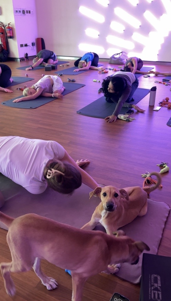 Puppy Yoga with Rescue Dogs